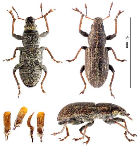 Sitona suturalis